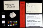 Foto (Objekt + Etiketten) von Eopaguropsis schindewolfi (Fraaije et al., 2019) 